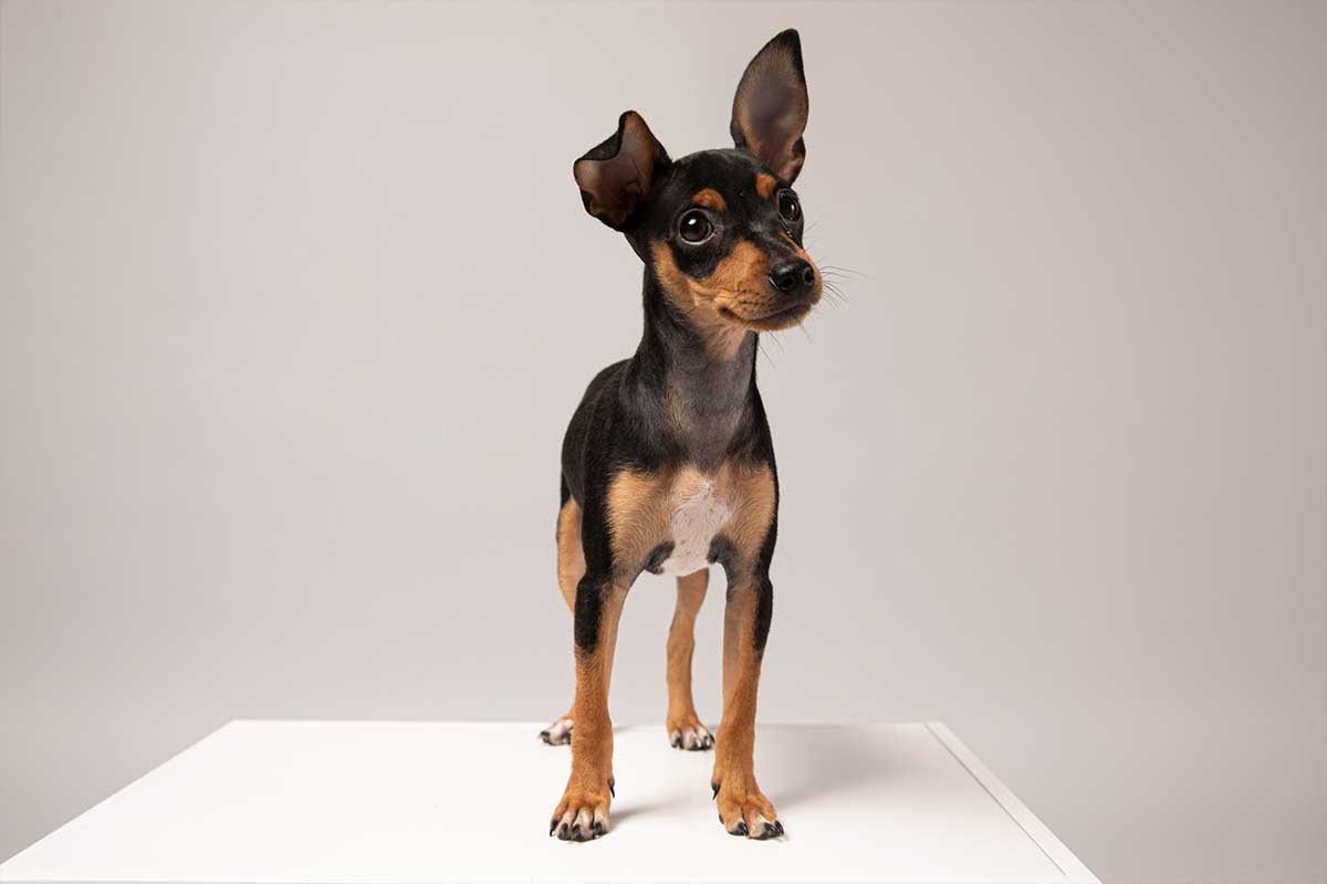 Pinscher Miniatura